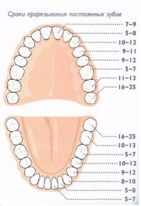 Сроки прорезывания постоянных зубов